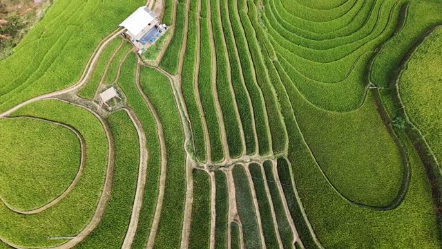 Rice Terraces And Field Hut