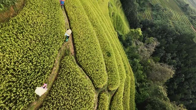 Path Through Bright Rice Field