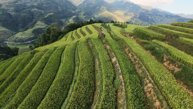 Green Rice Terraces On A Ridge