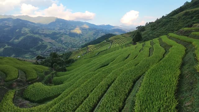 Rice Terraces And Distant Peaks