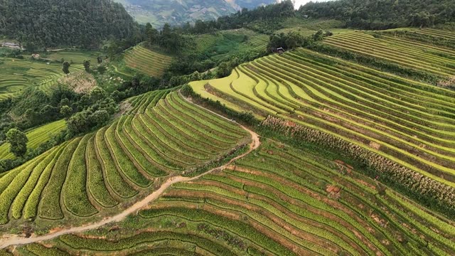 Curved Rice Terraces On Slope