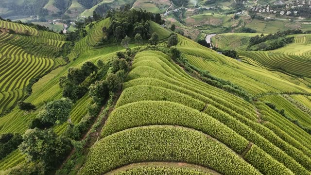 Flying Over Green Rice Terraces
