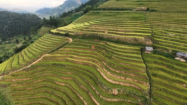Golden Rice Terraces On Hillside