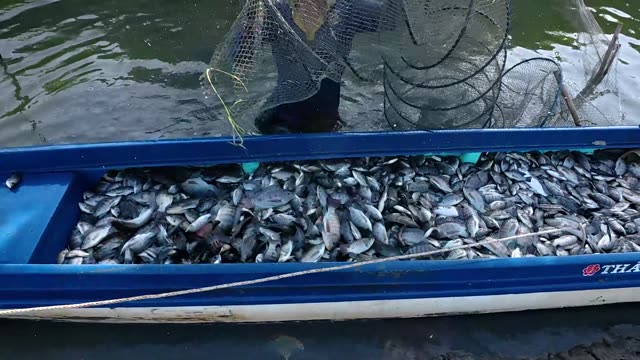Boat Full Of Fresh Fish