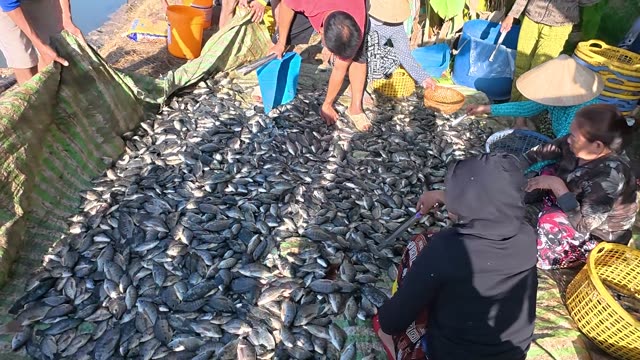 Fish Pond Aeration