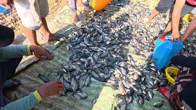 Fish Pond Aeration