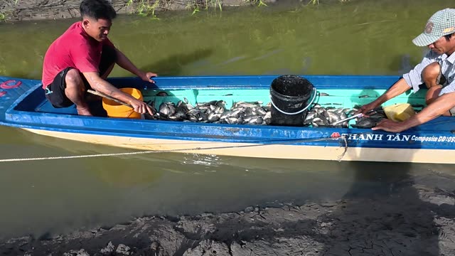 Boat Full Of Fresh Fish