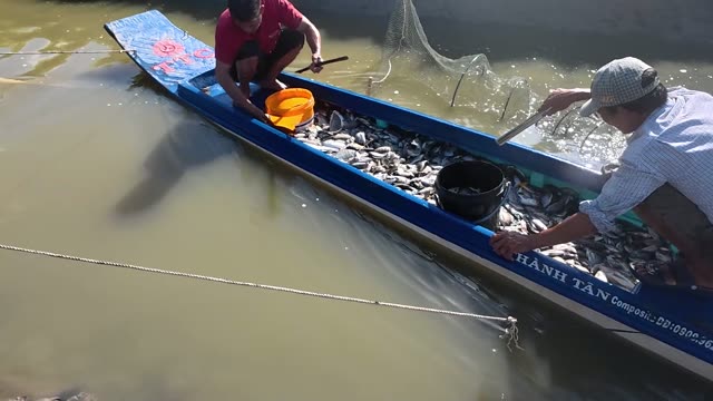 Harvested Freshwater Fish