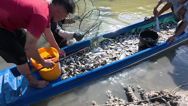 Boat Full Of Fresh Fish