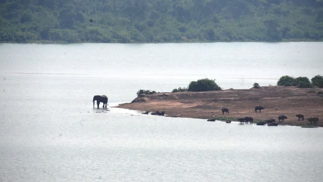 Lone Elephant Wading Lake Shore
