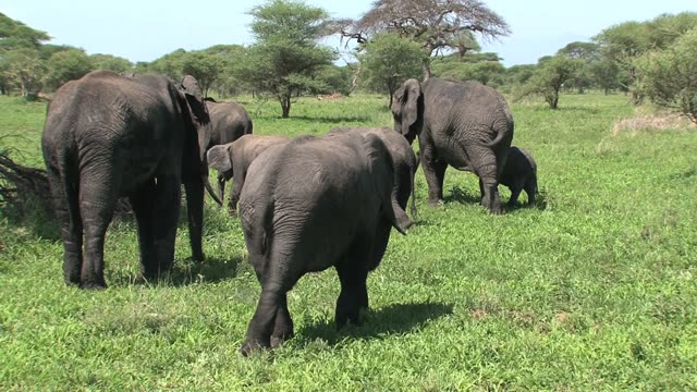 Elephant Pair Standing Together