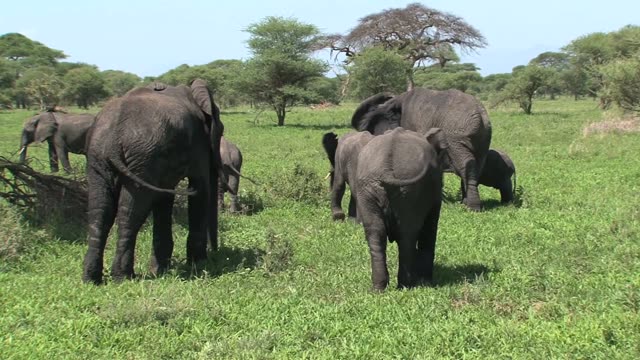 Elephant Portrait Facing Camera