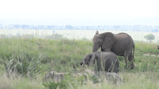 Elephant Family Walking In Grassland