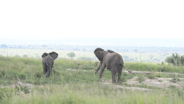 Elephants With Calf In Savanna