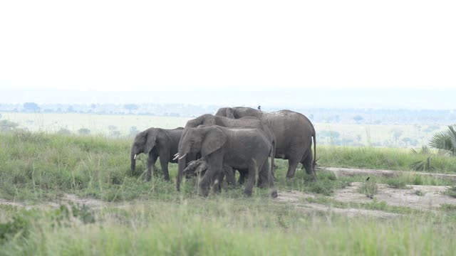 Elephant Family Walking In Grassland