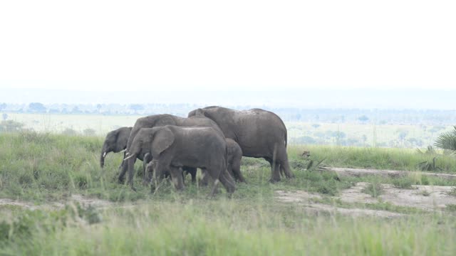 Elephants With Calf In Savanna
