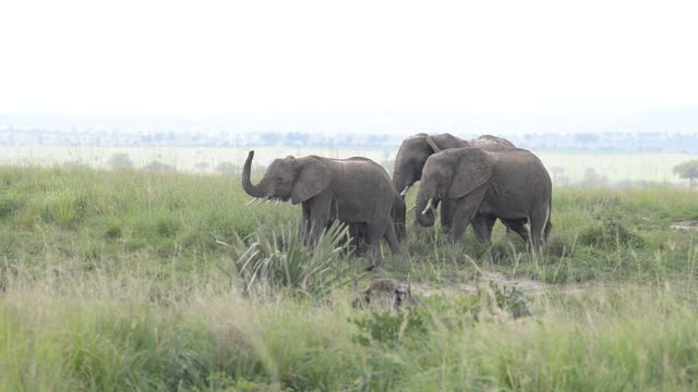 Elephant Family Walking In Grassland
