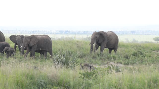 Elephants With Calf In Savanna