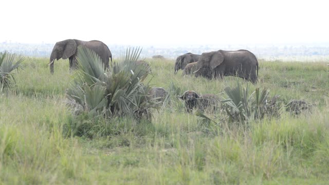 Elephant Family Walking In Grassland