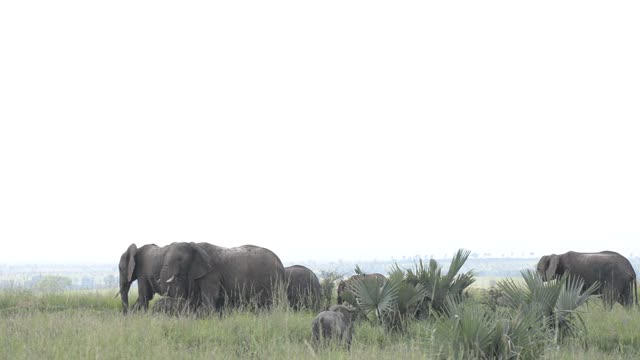 Elephants With Calf In Savanna