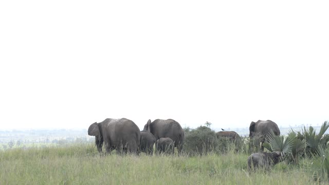 Elephant Family Walking In Grassland