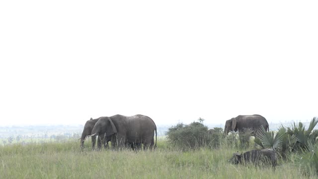 Elephants With Calf In Savanna