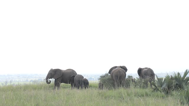 Elephant Family Walking In Grassland
