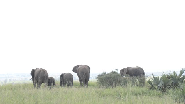 Elephants With Calf In Savanna