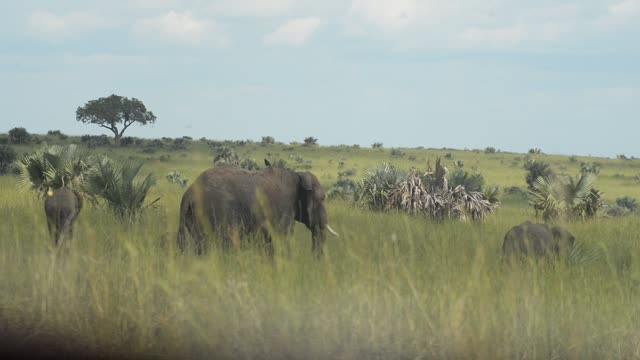 Elephant Herd Near Palm Trees