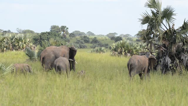 Elephants Drinking At Waterhole