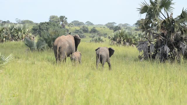 Elephant Herd Near Palm Trees