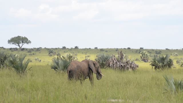 Elephant Herd Near Palm Trees