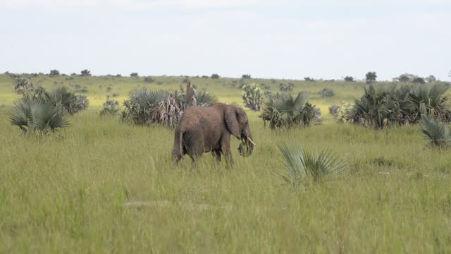 Elephants Drinking At Waterhole