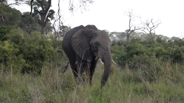 Elephant Herd Near Palm Trees