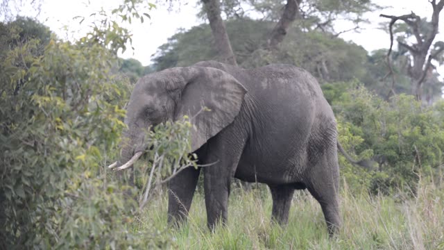 Elephants Drinking At Waterhole