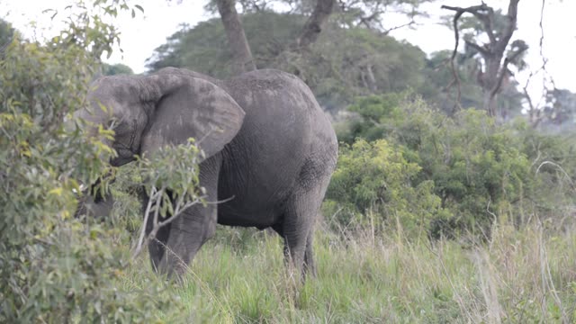 Elephant Herd Near Palm Trees