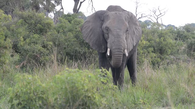 Elephant Portrait Facing Camera