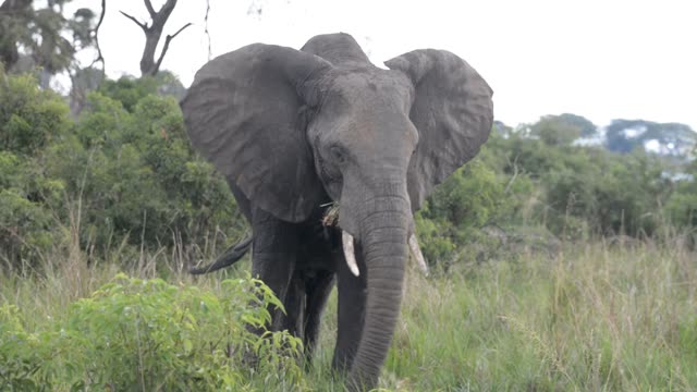Elephant Pair Standing Together