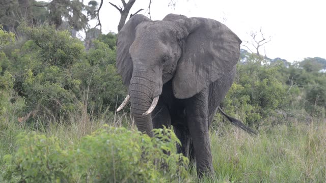 Elephant Portrait Facing Camera