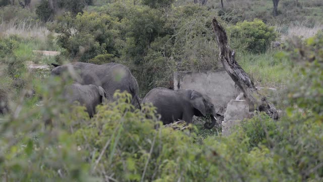 Elephant Pair Standing Together