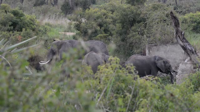 Elephant Portrait Facing Camera
