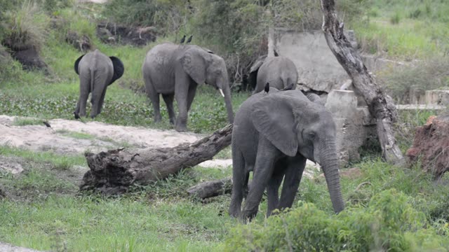 Elephant Pair Standing Together