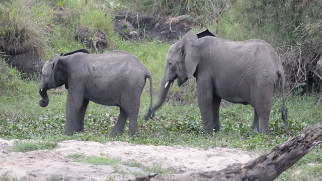 Elephant Portrait Facing Camera