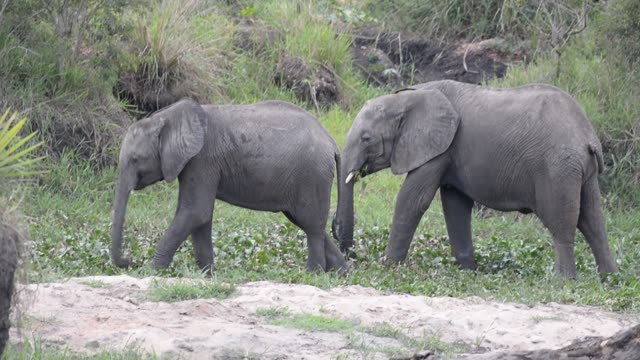 Elephant Pair Standing Together