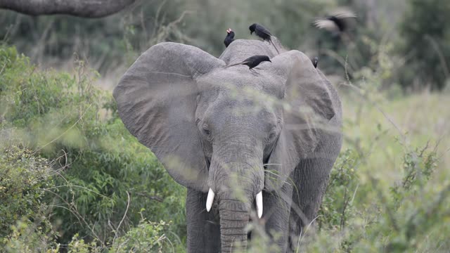 Elephant Portrait Facing Camera