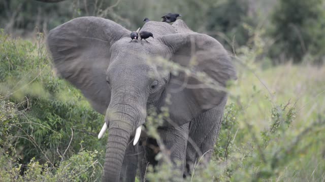 Elephant Pair Standing Together