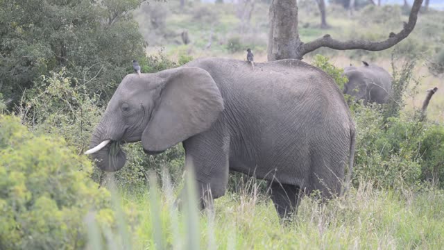 Elephant Portrait Facing Camera