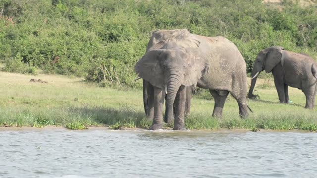 Elephant Feeding On Branches