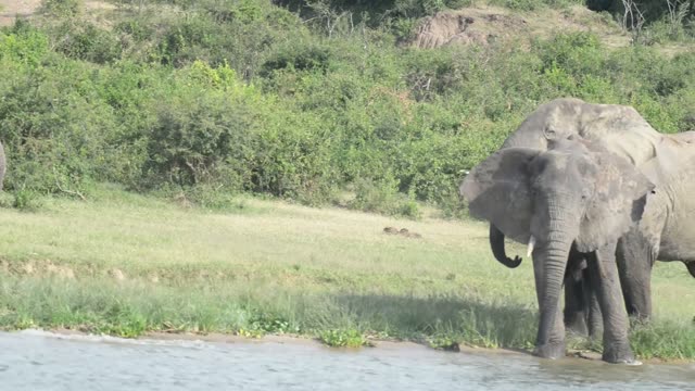 Elephant Grazing Close Up