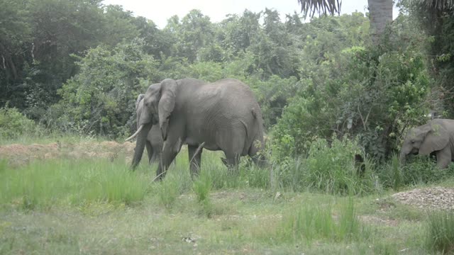 Elephant Feeding On Branches